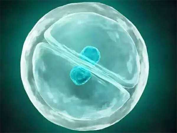 双角子宫能移植两个胚胎吗？听听生殖专家怎么说